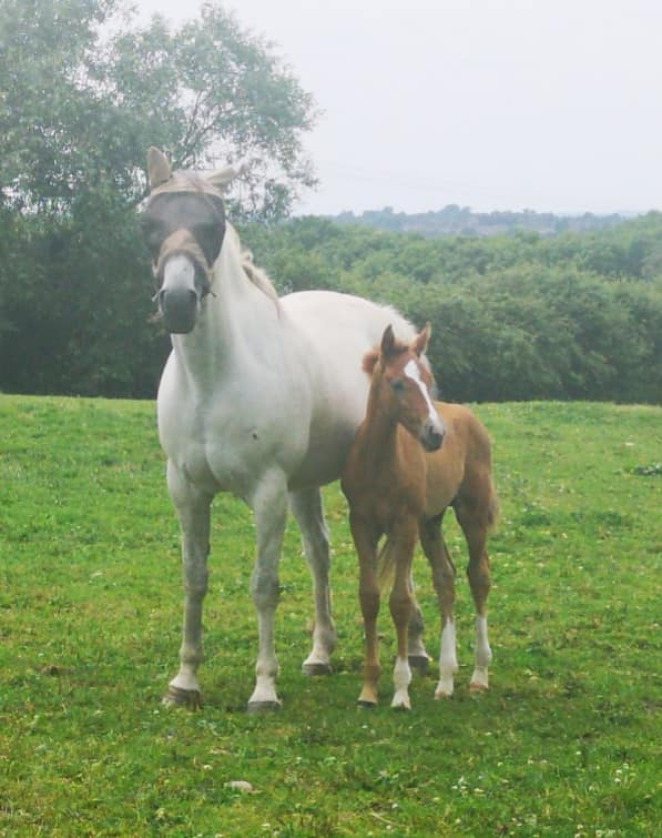 Warmblood Foals